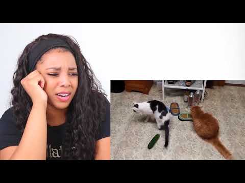 CATS VS CUCUMBERS COMPILATION | Reaction