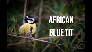 Download lagu African Blue Tit song, call and response bird chant mp3 Download lagu African Blue Tit song, call and response bird chant mp3