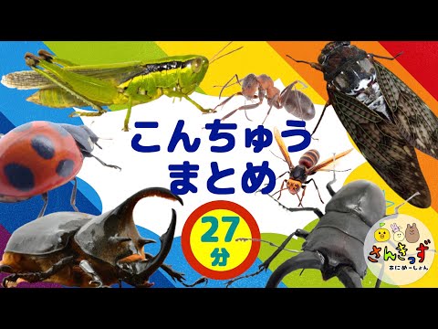 昆虫用語集 - 定義