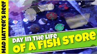 Day in the Life of a Fish Store