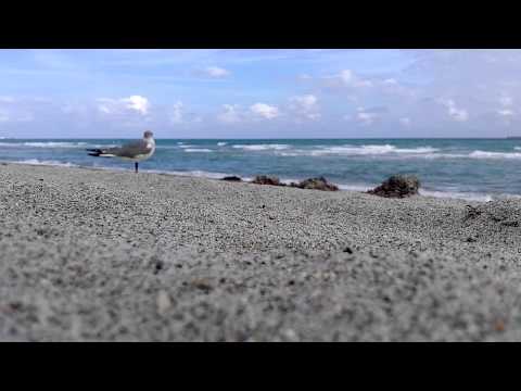 A song for a seagull