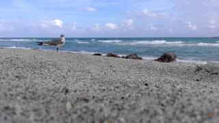 A song for a seagull