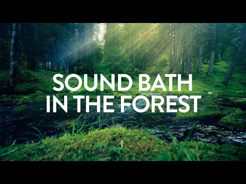 Sound Bath in the Forest ✦ A=432Hz ✦ A Serene Forest Bath Accompanied by Gentle Ambient Tones