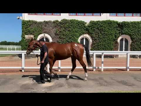 Breeze-Up Osarus 2020 - LOT 48