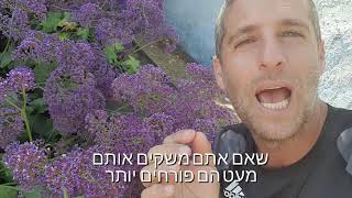 עדעד קנרי הצמח היפה והפרחוני שמתאים לכל מקום בישראל!