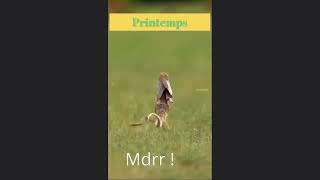 😆 J&#39;suis content, c&#39;est l&#39;printemps #drôle, #funny