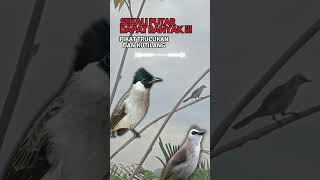 Download lagu Suara Pikat Trucukan dan Kutilang #trucukan #trucukanpikat #kutilangmania #kutilang #kutilangribut mp3 Download lagu Suara Pikat Trucukan dan Kutilang #trucukan #trucukanpikat #kutilangmania #kutilang #kutilangribut mp3
