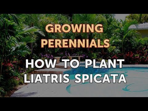 Can I Propagate a Peony From a Cutting