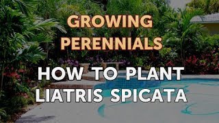 How to Plant Liatris Spicata