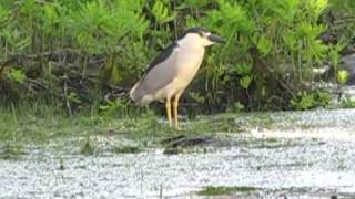 Deschenes, Aylmer, quebec - Weird Seagul-like Bird.MOV
