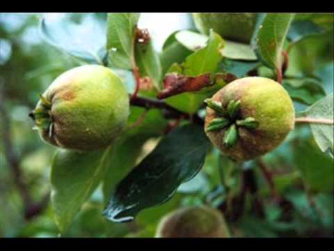 Andra-Maria Mãciucã - Şi totuşi vine toamna (cover Tatiana Stepa)