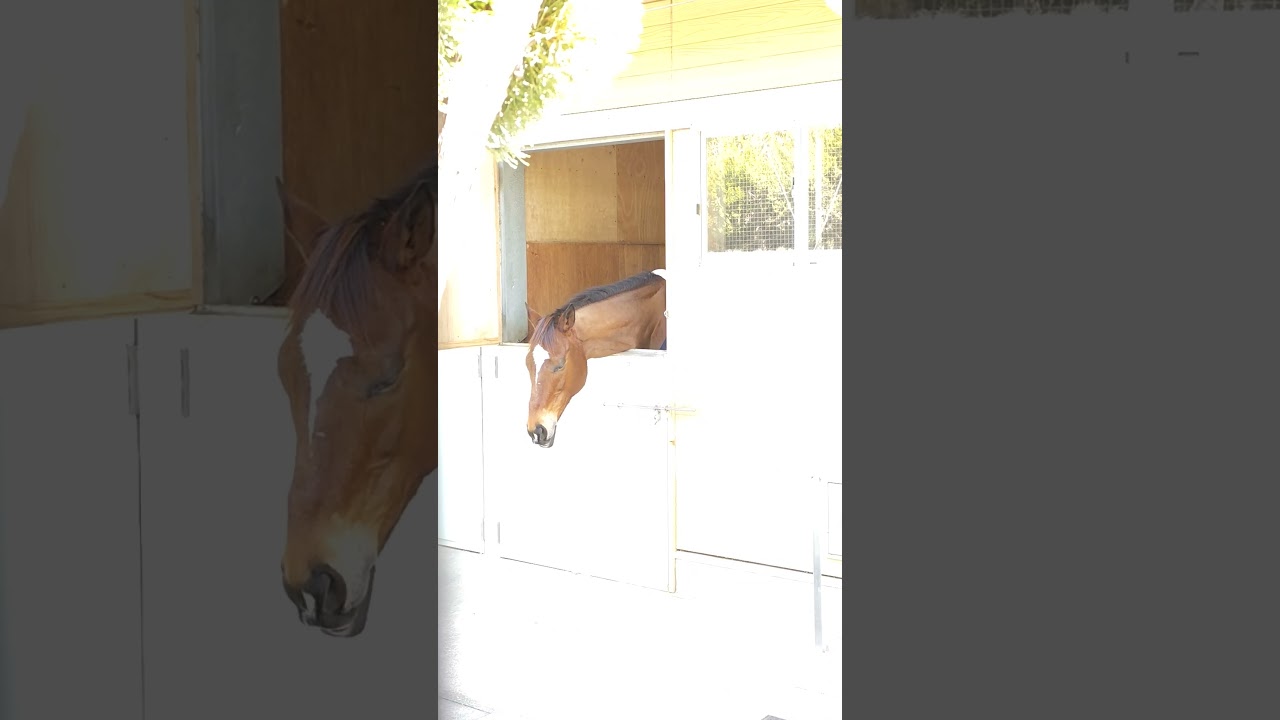 ミツバ、春の暖かさにウトウト。 #horse #競馬 #阪神競馬場　#誘導馬