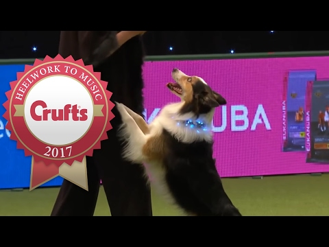 Heelwork To Music Competition Part 3/3 | Crufts 2017