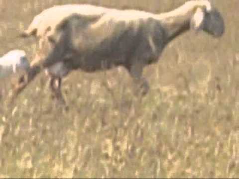 Pecora con il suo Agnellino