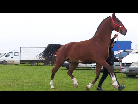 Caii lui David de la Sălaj