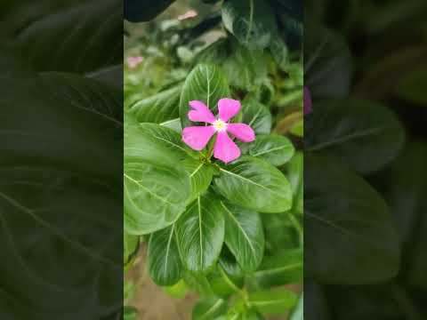 #beforeandafter #periwinkle #flowers #moodygreen #shorts #edits #viralshort #nature #pink
