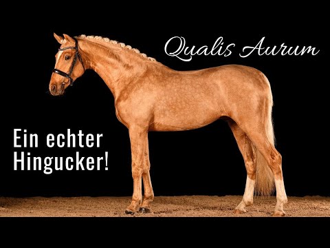 Ein echter Goldschatz! 🤩 | Palomino-Hengst | Qualis Aurum (Qaside MD x Wolkentanz II)
