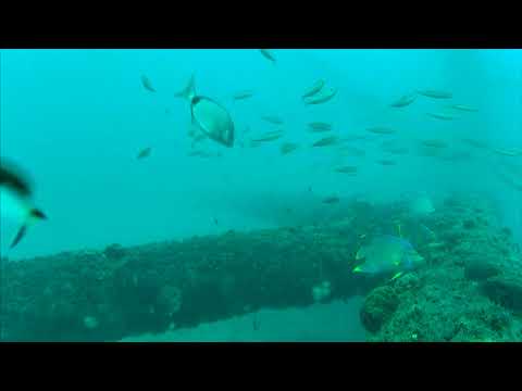 Sharks in the Atlantic Cam 04-19-2017 06:35:31 - 07:35:34