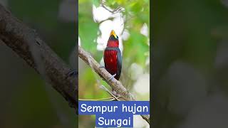 Download lagu Sempur hujan sungai #birds #burungterus #kicaumania #masteranburung mp3 Download lagu Sempur hujan sungai #birds #burungterus #kicaumania #masteranburung mp3