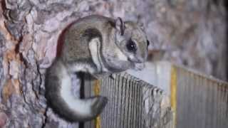 preview picture of video 'Northern Flying Squirrels'