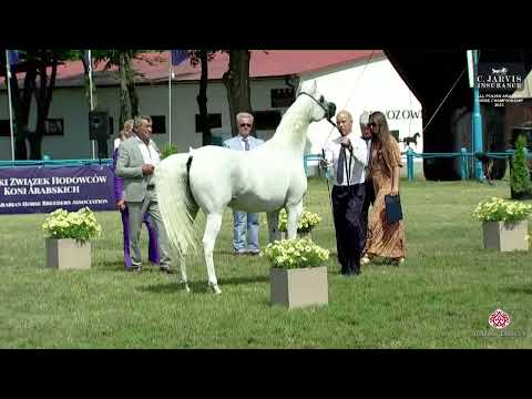 N 96 ALTAMIRA   All Polish Arabian Horse Championship   Mares 10+ Years Old Class 10