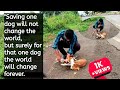 Save Dogs ️ Savedogs Helping Youtube