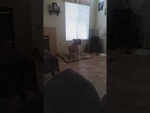 Charter Arms Bulldog - Good or Garbage? #wheelgun 