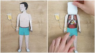 Layered Human Body Making from CutTheWholeBook! Educational Crafts, Surgery Game with Paper Body