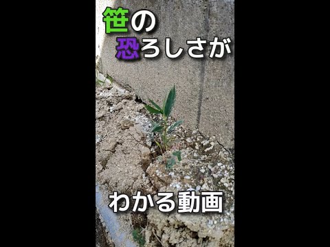 庭の小さな木立: 侵入しすぎた竹の根を取り除くにはどうすればよいですか?  庭園