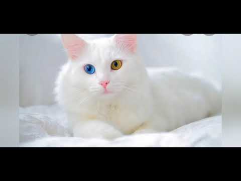 New Pet 🥰🥰 #Guess That#