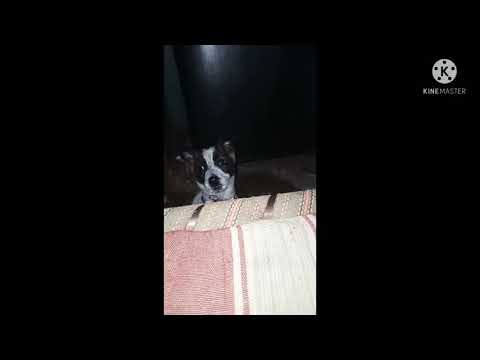 miss you too Tommy 😭😭😔😫😭