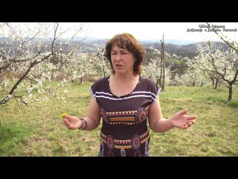 Razgovori pokraj puta Ljiljana Bralovic - Obicaji Radjevine - Dobrivoje i Dobrila Pantelic