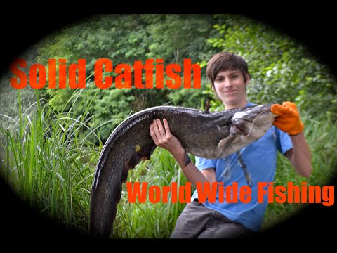 Spinning for Wels Catfish- France 2014