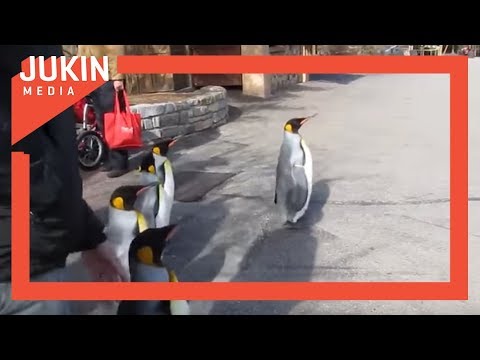 King Penguins March Down Path at Zoo