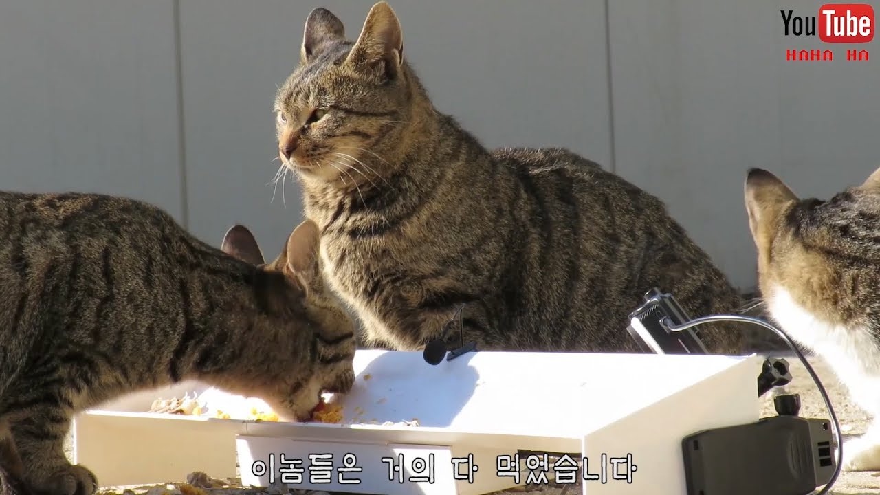 먹방촬영용 그릇을 만들어봤습니다(사료, 잉어먹방)