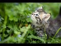 Cat Nature Animal Cat Nature Animal