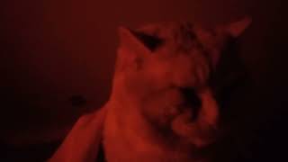 Helios enjoying chin scratches.