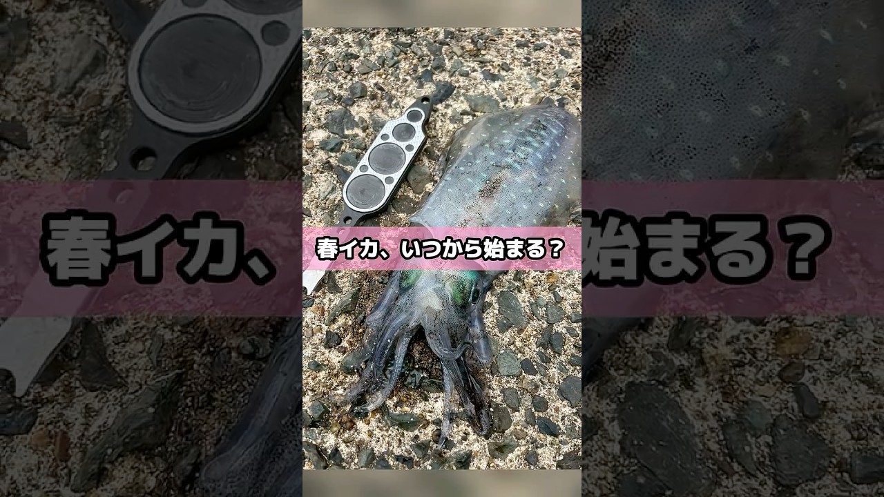 4月からの春イカに！エギ専用開発のエギングバッグが凄い！