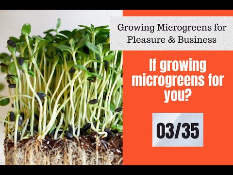 growing microgreens at home | 3/35 | Growing Microgreens In Hydroponics