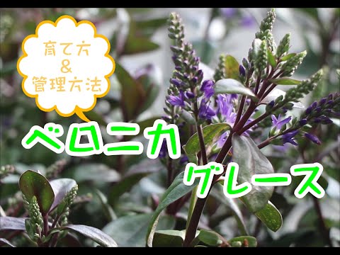 園芸 ベロニカの土下座