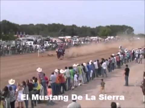 El Mustang "El Mustang De La Sierra"
