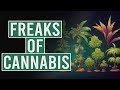 Different Types of Cannabis Mutations!