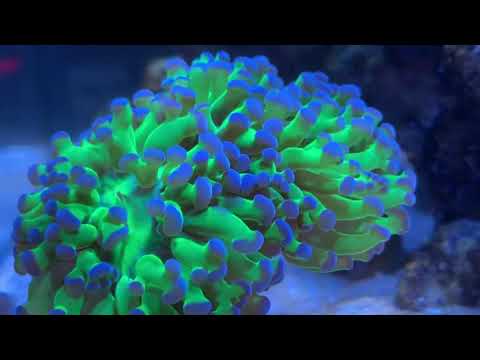 inovative marine nuvo 14  nano reef mandarin dragonet