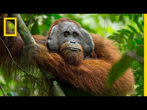 The Secret Life of Orangutans