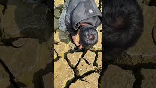 Download lagu CARI IKAN DI TANAH KERING #shorts#mancingmania#bestfishing#fish#amazingvideos mp3