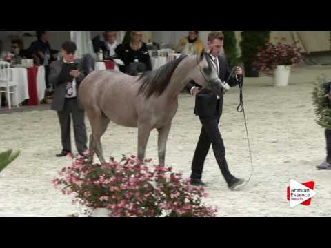 Deauville Arabian Cup 2016 - Yearling Colts (6A) - 1st place: n°43 ANAAZ AL FAYYAD