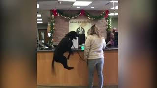 This dogs reaction to seeing the vet was unexpected