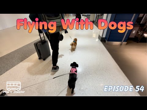 HOW TO: FLY WITH SMALL PETS IN THE CABIN | Our Adventures Ep.54