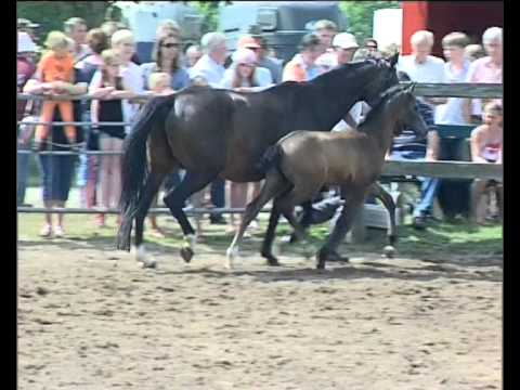 Hengstfohlen von Clarimo - Contender - Sir Shostakovic XX - Ronald