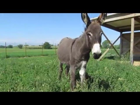 Fattoria il bruco - L'asinello Arduinu